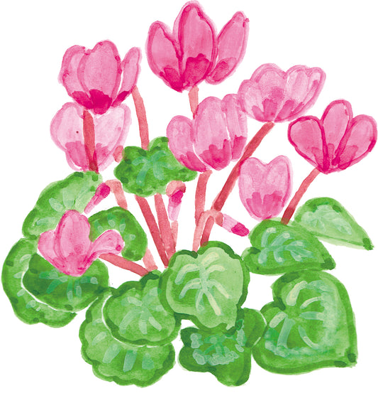 花束_シクラメン