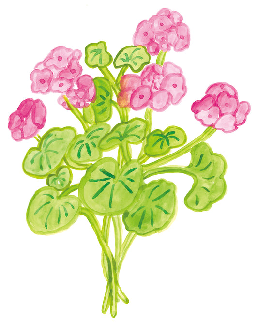 花束_ゼラニウム